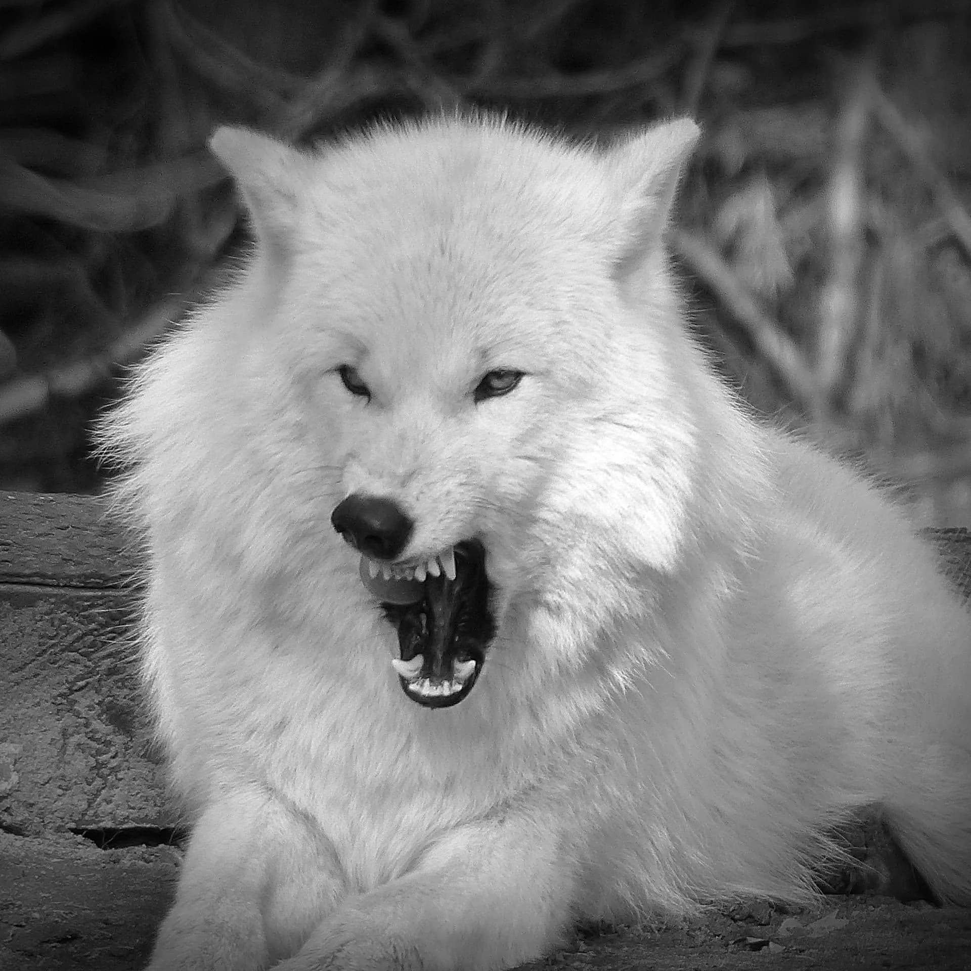 The Beast of Bray Road: Lake Geneva’s Legendary Werewolf