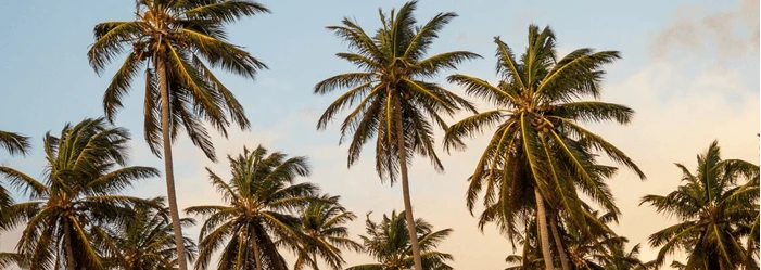 Palm trees against a light blue sky.