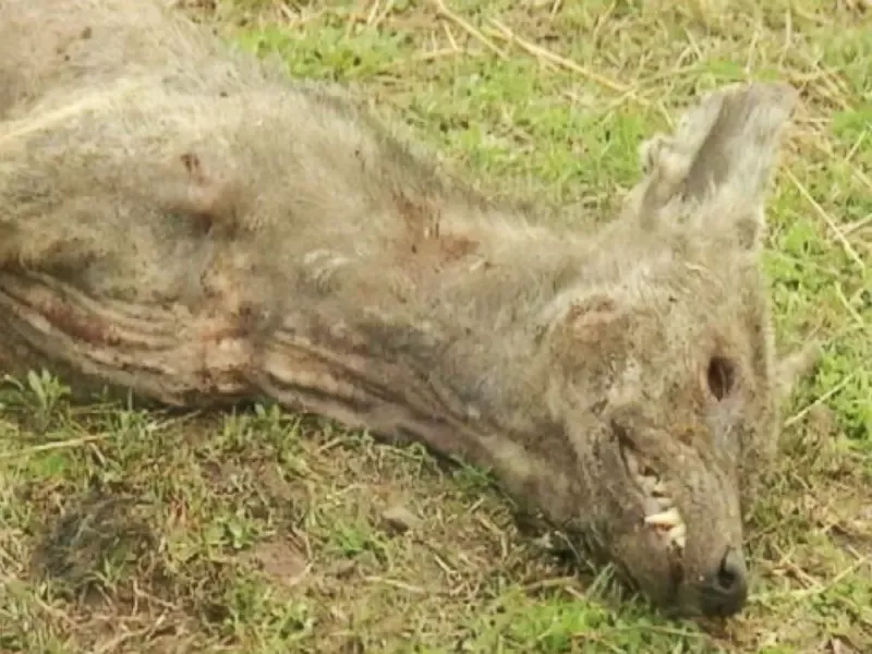 The Blood-Sucking Chupacabra of Puerto Rico