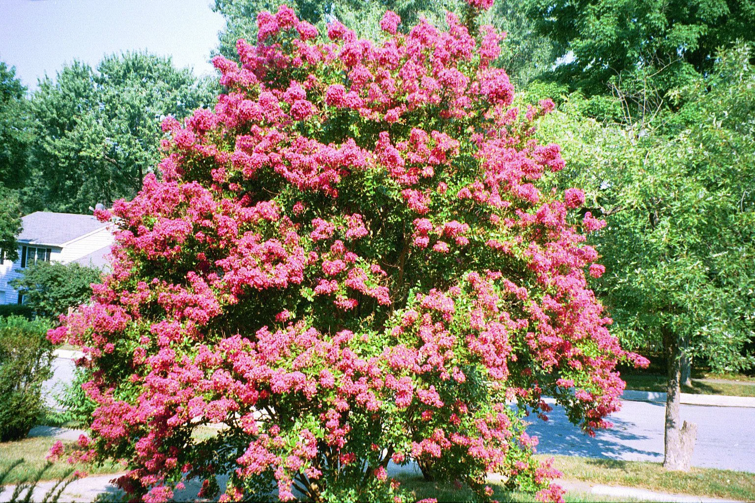A crepe myrtle (source Wikipedia)